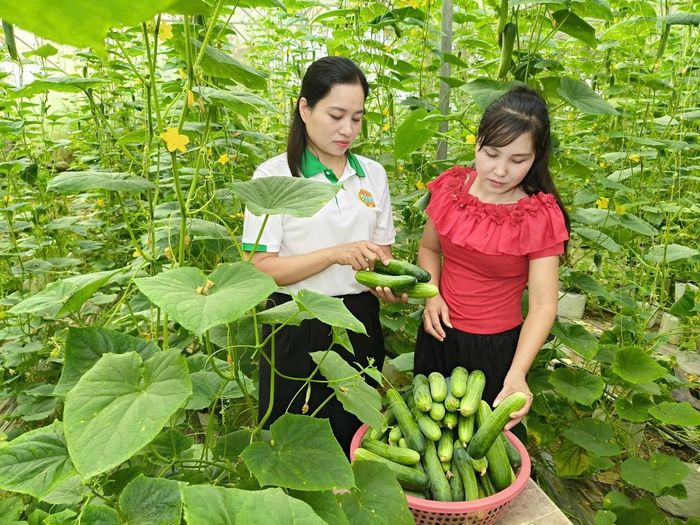 Nhà lưới giúp người dân chủ động hơn trong chăm sóc dưa lưới, hạn chế tác động của thời tiết và sâu bệnh. Ảnh: Linh Nhi