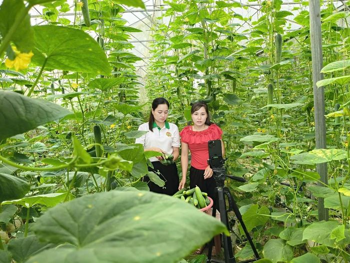 Livestream đang trở thành một kênh mới giúp nông dân Thường Xuân quảng bá, giới thiệu và kết nối tiêu thụ nông sản. Ảnh: Linh Nhi