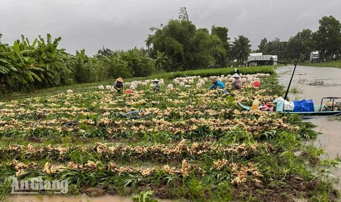 Nông dân hối hã thu hoạch gừng trong thời tiết mưa gió.