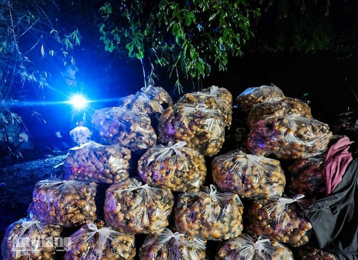 Gừng được thương lái vận chuyển ngày đêm để đến các chợ đầu mối, tránh bị hư.