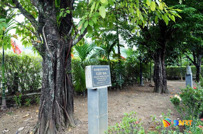 Hàng cây lưu niệm do các nguyên Chủ tịch nước Trương Tấn Sang, Trần Đại Quang… trồng nay đã tỏa bóng mát trong khuôn viên.