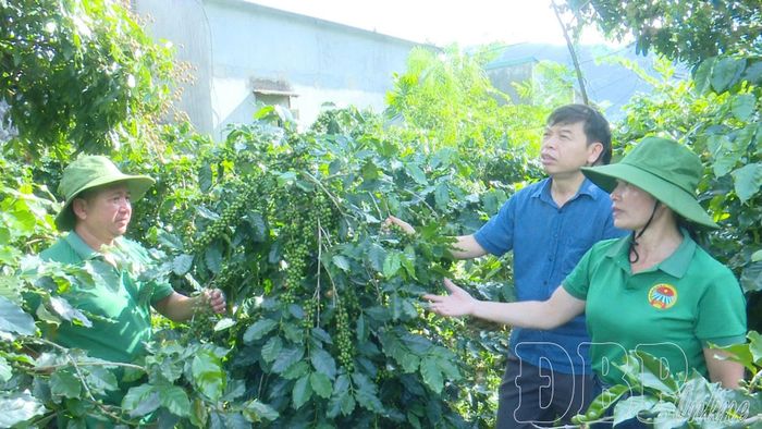 Năm 2026, xã Mường Ảng được giao chỉ tiêu cấp và quản lý MSVT cho 18ha cà phê, mắc ca.