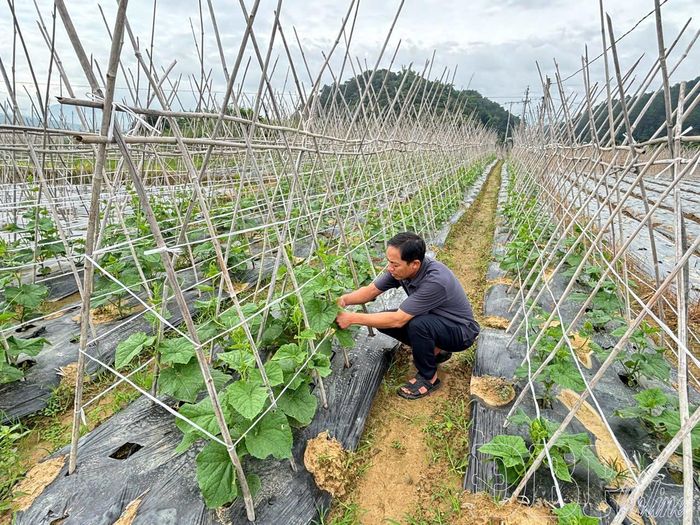 Xã Thanh Yên đang tập trung cấp và quản lý MSVT trên rau màu và cây ăn quả. 