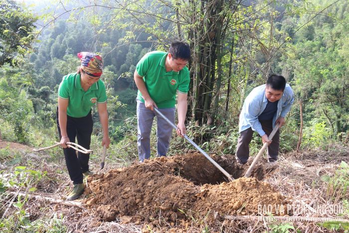 Các tổ chức đoàn thể xã hỗ trợ người dân phát dọn thực bì, đào hố trồng cây mắc ca