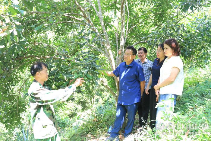 Đại diện hộ gia đình (bên trái) chia sẻ kinh nghiệm trồng cây mác ca cho các thành viên đoàn công tác xã Lộc Bình
