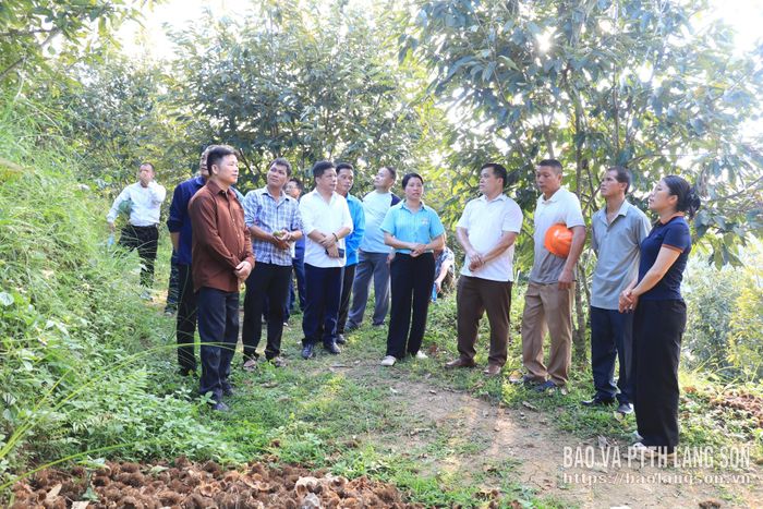 Các hộ dân tìm hiểu quy trình trồng, chăm sóc cây dẻ tại thôn Đoàn Kết, phường Lương Văn Tri