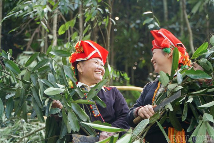 Thời gian tới, tỉnh Lào Cao dự kiến xây dựng 1.900 ha quế có mã số vùng trồng.