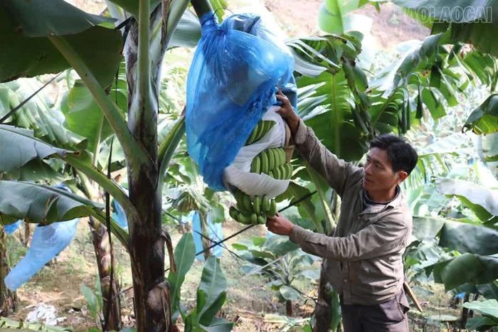 Người dân chăm sóc chuối.