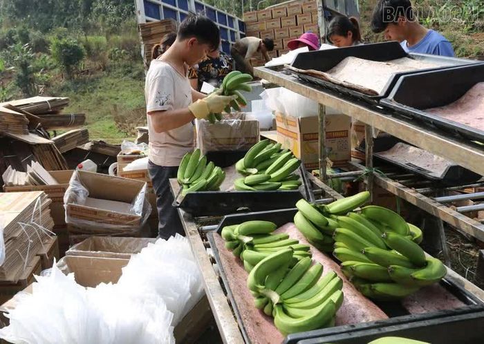 Chuối sau thu hoạch được phân loại, đóng gói phục vụ xuất khẩu.