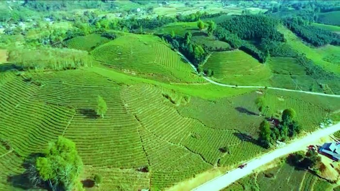 Những đồi chè xanh - một trong những nét đặc trưng của cảnh quan Bản Lầu.