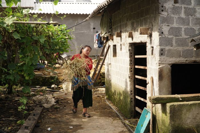 Chị Tráng Thị Rùa đã chủ động thu gom, phơi khô và dự trữ được lượng lớn rơm rạ, sẵn sàng làm thức ăn cho gia súc trong mùa đông.