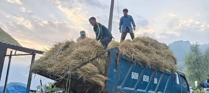 Rơm chuẩn bị được chở về nhà.