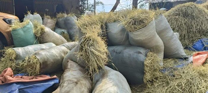 Những tải rơm khô là nguồn thức ăn chính cho gia súc trong mùa đông.