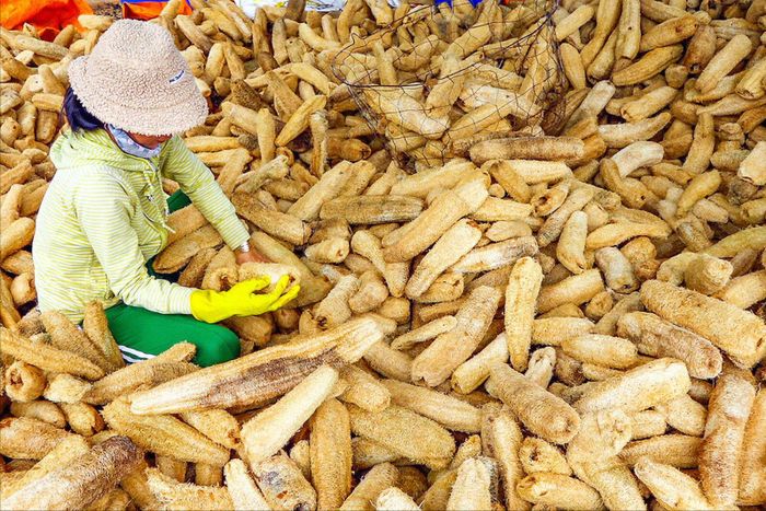 Người dân sơ chế xơ mướp làm hàng thủ công mỹ nghệ, mở thêm hướng sinh kế và việc làm tại địa phương