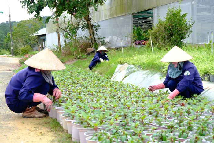 Công ty Cổ phần Dịch vụ Đô thị Đà Lạt còn chuẩn bị khoảng 100.000 túi chậu để phục vụ việc tu bổ, thay thế và làm mới các tiểu cảnh tại những vị trí quan trọng trên địa bàn