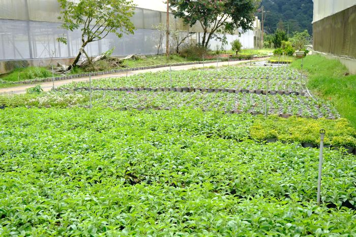 Hàng chục ngàn chậu hoa các loại đang được các đơn vị gấp rút chuẩn bị phục vụ trưng bày tại Festival Hoa Đà Lạt 2026