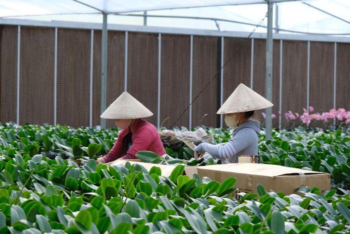 Các đơn vị chăm sóc hoa lan hồ điệp phục vụ trưng bày tại các vị trí xây dựng tiểu cảnh