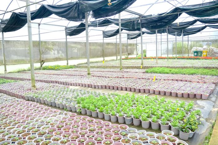 Hàng chục ngàn chậu hoa các loại đang được các đơn vị gấp rút chuẩn bị phục vụ trưng bày tại Festival Hoa Đà Lạt 2026
