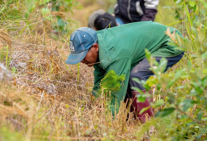 Đẩy nhanh tiến độ trồng rừng tái sinh