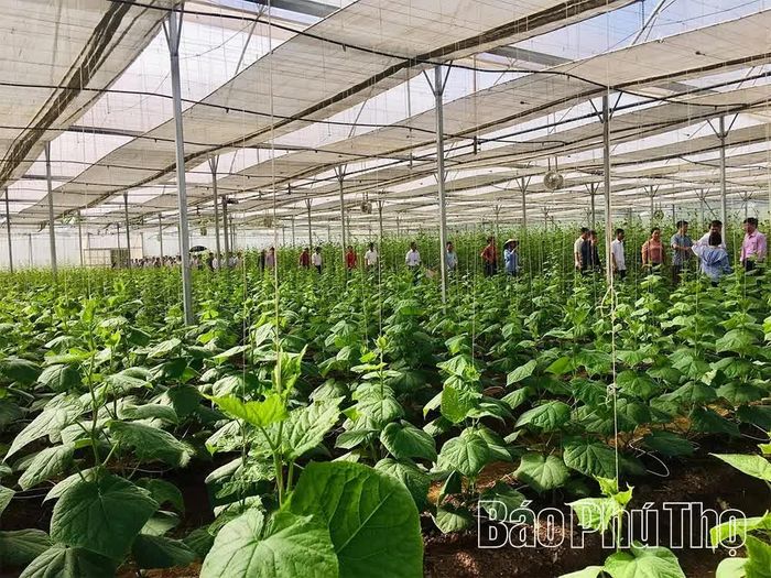 Các mô hình sản xuất rau, củ, quả an toàn, hữu cơ gắn với du lịch trải nghiệm ngày càng phát triển, góp phần đưa nông sản Phú Thọ trở thành sản phẩm du lịch.