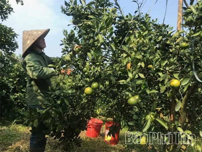Đặc sản cam, quýt Cao Phong mở rộng thị trường tiêu thụ thông qua hoạt động du lịch trải nghiệm.