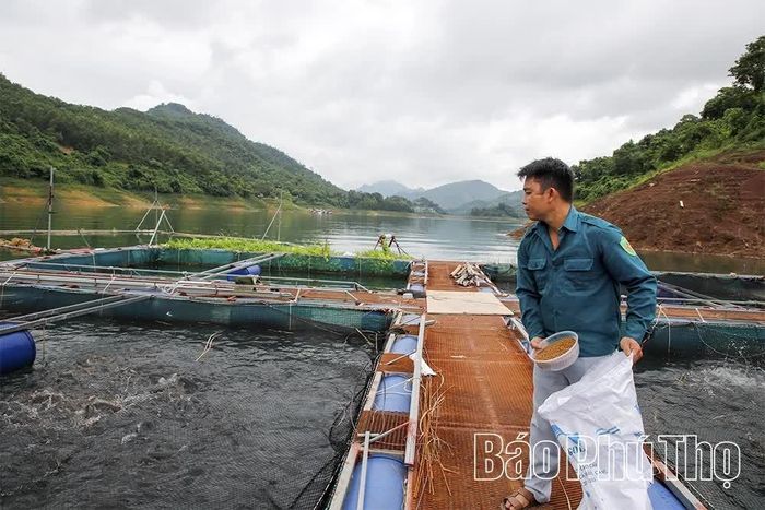 Từ nguồn vốn vay của NHCSXH, nhiều hộ dân ở khu vực lòng hồ xã Thung Nai nuôi cá lồng mang lại hiệu quả cao.