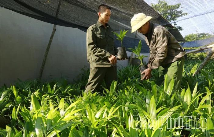 Cây cau non được anh Hưởng tự ươm bằng hạt giống nhập từ Đài Loan (Trung Quốc).