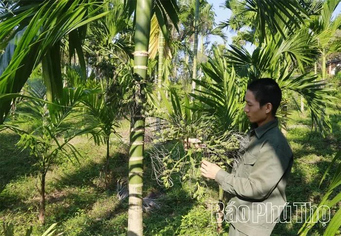 Trái non khoảng một tháng tuổi đã có thể xuất bán.