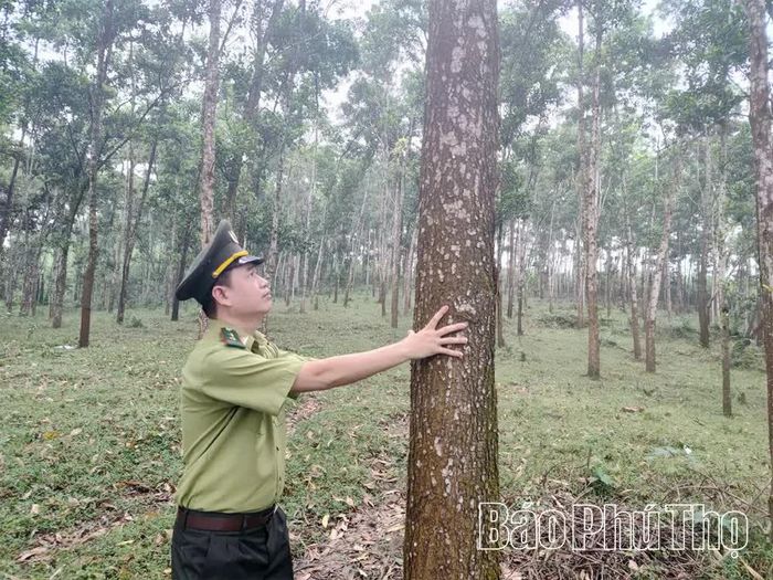 Rừng được cấp chứng chỉ FSC góp phần nâng cao giá trị kinh tế và phát triển lâm nghiệp bền vững.