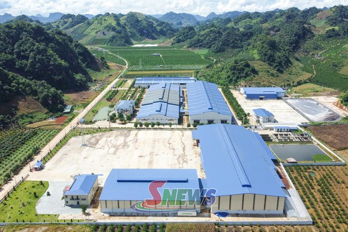 Nhà máy chế biến cà phê Sơn La, xã Chiềng Mung.