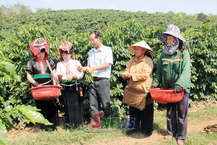 Ông Nguyễn Bích Thao hướng dẫn người dân thu hái cà phê THA1.