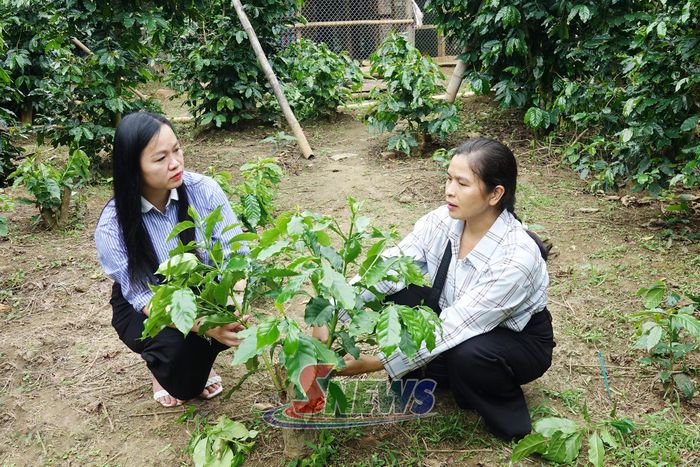Cán bộ xã Muổi Nọi kiểm tra diện tích cà phê tái canh tại bản Muổi Nọi.