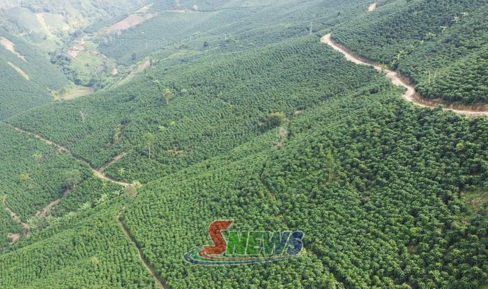 Vùng chuyên canh cà phê Arabica Sơn La