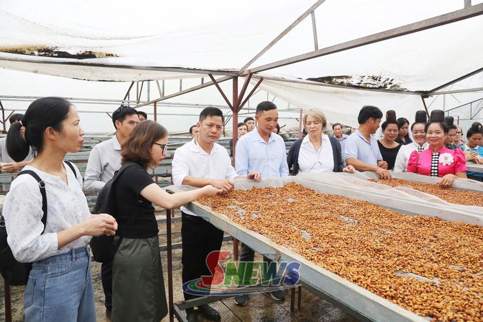 Các đại biểu tham quan khu vực chế biến cà phê đặc sản của HTX cà phê Bích Thao.