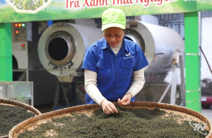 Các hợp tác xã trong tỉnh không ngừng nâng cao chất lượng sản phẩm, đáp ứng nhu cầu của các doanh nghiệp tư nhân trong quá trình liên kết sản xuất, tiêu thụ.