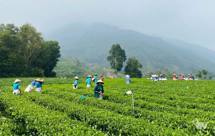 Nhiều năm nay, Công ty CP Chè Hà Thái đã liên kết với các hộ dân, tổ hợp tác trên địa bàn tỉnh xây dựng vùng nguyên liệu sạch phục vụ sản xuất, chế biến chè.