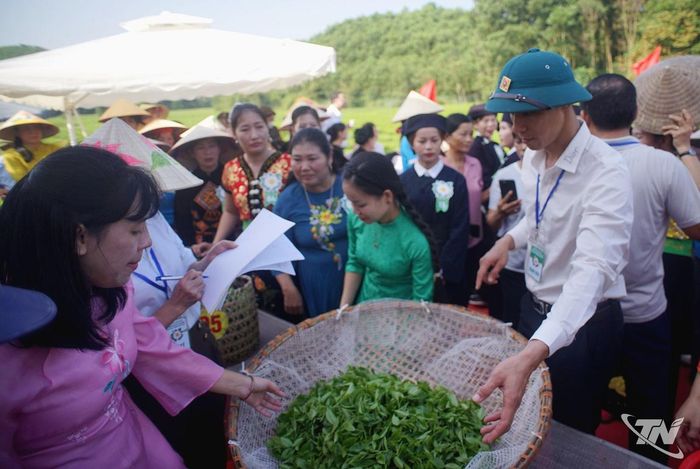 Thành quả sau phần thi hái chè được tập hợp, cân và đánh giá theo những tiêu chí của Ban Giám khảo.