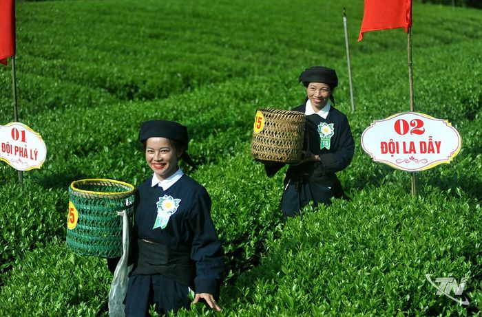 Những gùi chè dần đầy sau từng lượt hái, ghi dấu thành quả từ đôi tay người làm nghề.