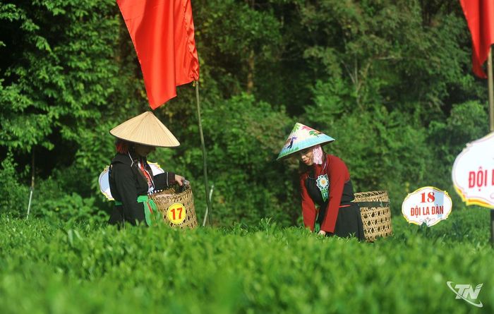 Mỗi búp chè được hái đúng kỹ thuật góp phần giữ chất lượng nguyên liệu cho những mẻ trà Văn Hán.