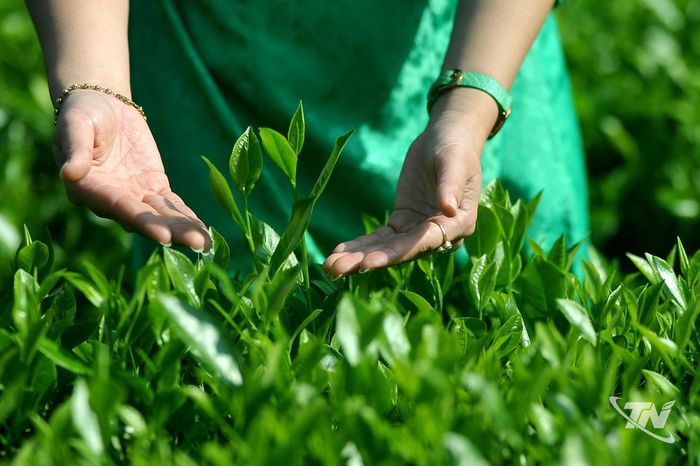 Những búp chè non vươn mình trong nắng, chờ bàn tay người hái.