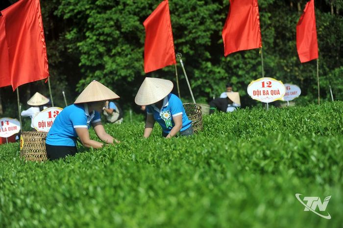 Những phụ nữ Văn Hán chịu thương chịu khó thể hiện kinh nghiệm và sự khéo léo qua từng thao tác hái chè.