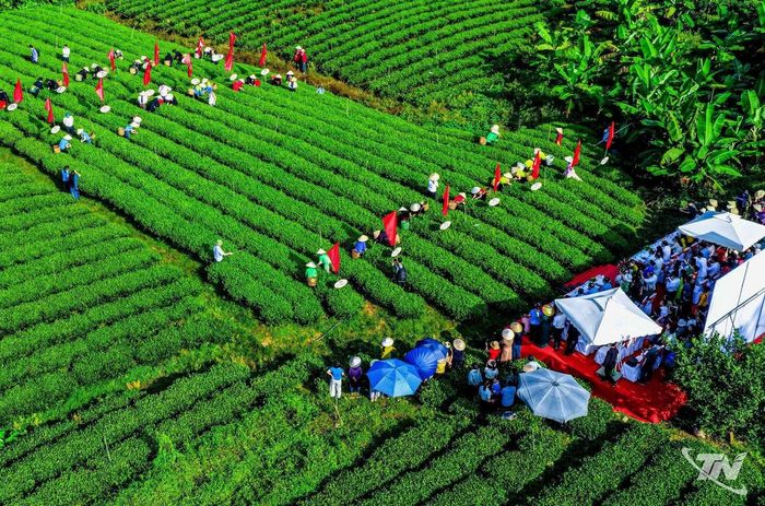 Không gian Hội thi mang câu chuyện của vùng đất vào từng cách bài trí, giới thiệu nét đẹp văn hóa trà địa phương.