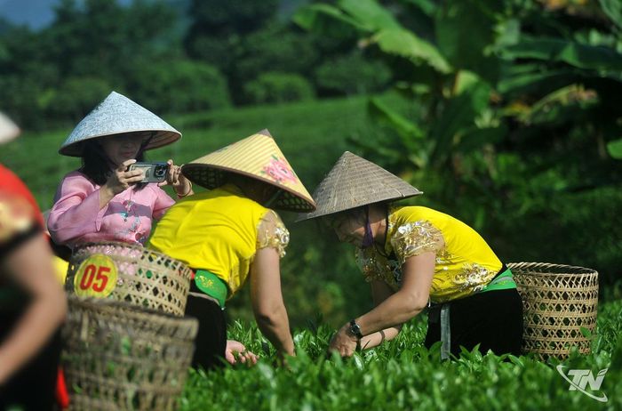 Từ nương chè xanh, người dân Văn Hán đưa câu chuyện cây chè lên không gian số, kết nối sản phẩm và hình ảnh quê hương với du khách.
