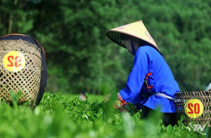 Những đôi tay thoăn thoắt lựa những búp chè vừa độ, thao tác tưởng quen thuộc nhưng đòi hỏi sự khéo léo và kinh nghiệm của người làm nghề.