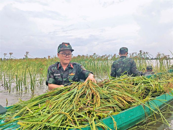 Nhiều diện tích lúa bị ngập sâu. Ảnh: Phương Vũ