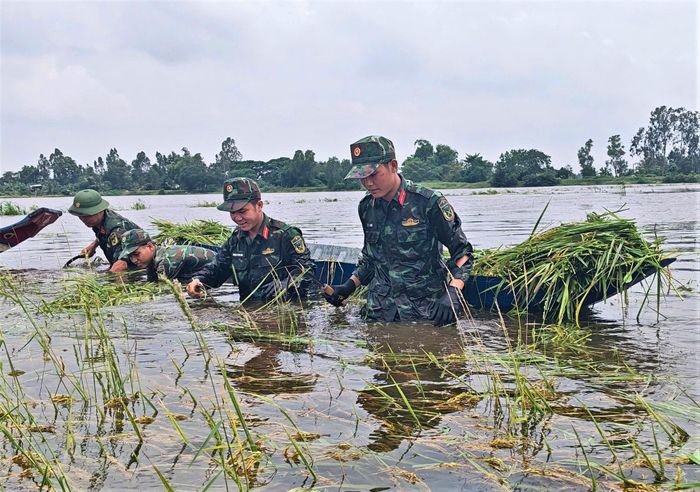Cán bộ, chiến sĩ cán bộ, chiến sĩ Tiểu đoàn 519, Trung đoàn 893 xuống đồng thu hoạch lúa giúp nông dân. Ảnh: Phương Vũ