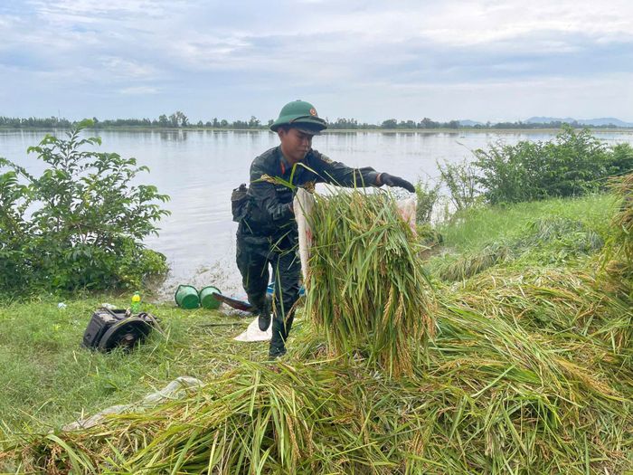Lúa được cắt xong đưa lên bờ cao. Ảnh: Phương Vũ