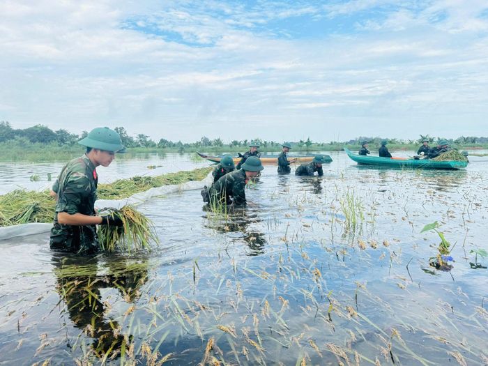 Cán bộ, chiến sĩ Đại đội 6 đã hỗ trợ người dân thu hoạch được 1,2ha lúa bị ngập. Ảnh: Phương Vũ