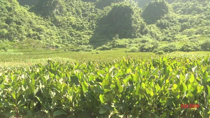 Xã Nguyễn Huệ đảm bảo nguồn nguyên liệu ổn định cho 10 cơ sở chế biến tinh bột trên địa bàn xã.