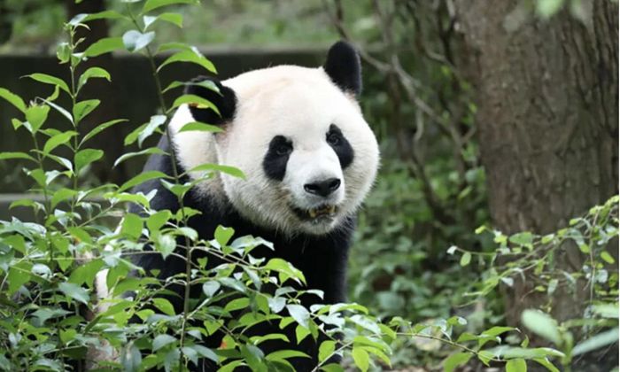 Hai con gấu trúc được Trung Quốc gửi đến Mỹ gồm Fu Shuang (trên) và Ping Ping (dưới) - Ảnh: Chengdu Research Base of Giant Panda Breeding